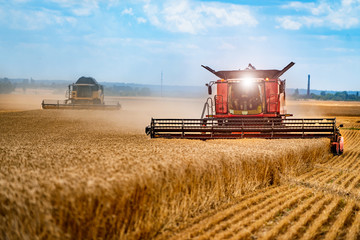 Grain harvesting combine in a sunny day. Yellow field with grain. Agricultural technic works in...