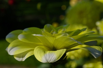 gelbe Dahlien mit weißen Spitzen, heißt Osaka
