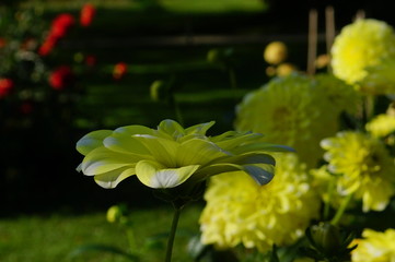 gelbe Dahlien mit weißen Spitzen, heißt Osaka