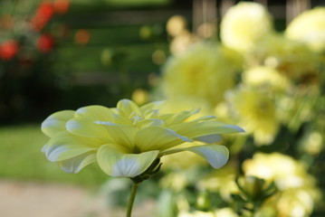 gelbe Dahlien mit weißen Spitzen, heißt Osaka