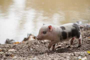 Hanging bellied pig babies play in the mud