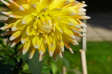 volle Dahlia überwiegend gelb mit weißen Spitzen