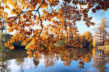 Branches with yellow oak leaves hang over the water on a bright Sunny day.