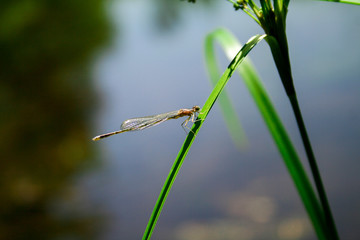 insect