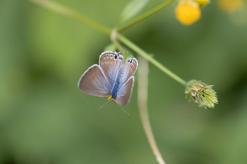 花の蜜を吸うウラナミシジミ