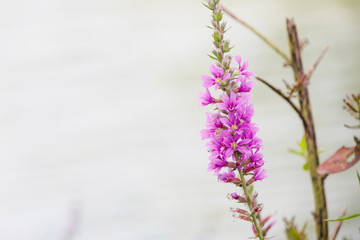Close up of purple loosestrife biktisi on the edge of stream. The background is cloudy.