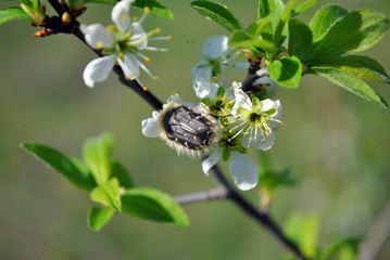 Small hairy Tropinota hirta bug on wild plum blooming flowers close up macro detail, blurry...