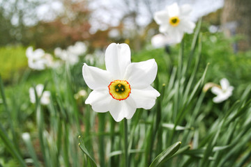 White Daffoldil