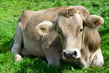 A typical young healthy brown cow in Bavaria lies on a pasture with a gentle muzzle