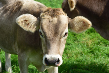 Typical young healthy brown cows in Bavaria on a pasture with gentle muzzle