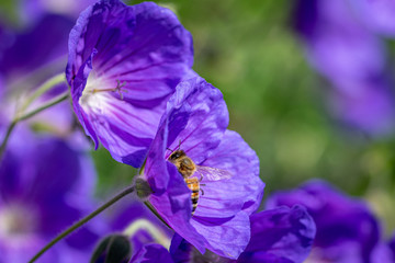 Honeybee collecting nectar from purple flower in bloom