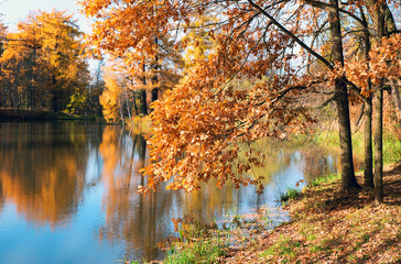 Picturesque autumn landscape. Yellow trees are reflected in the water of a small pond .