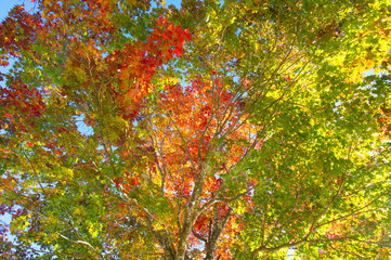 紅葉