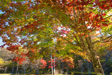 紅葉