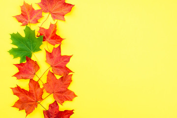 Naklejka na ściany i meble Autumn maple leaves.