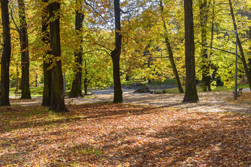 Colorful sunny autumn day in a park