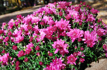dew on shallow pink chrysanthemums