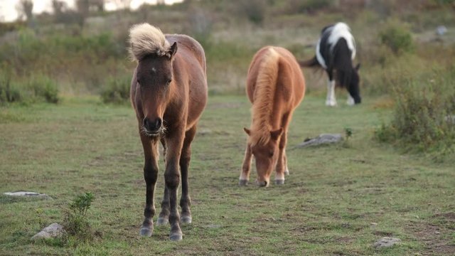 herd of wild ponies graze in a golden evening meadow just before sunset in the mountains of Grayson Highlands State Park, Virginia USA