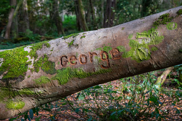 The name George carved in to a fallen tree