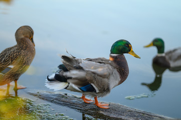 ducks swim in the lake. in the park