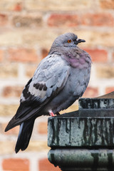 Dove in Oslo