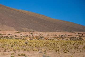 The Vigogne on the Bolivian plateau