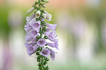 Foxglove flower - pink flower in colorful background © ernest