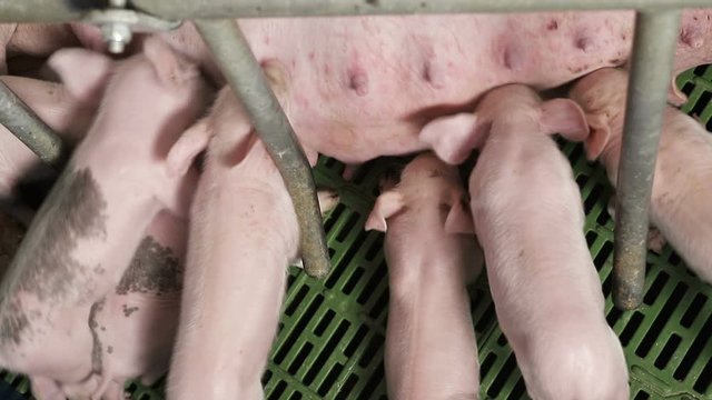 Little pigs just born, drink milk from the mother pig. Sows feed small pigs