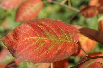 sehr  schönes Blatt im Herbst rot grün 
