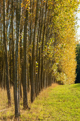 Fototapeta premium Baumreihe