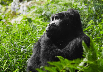 Mammal of Wild mountain gorilla in rwanda national park