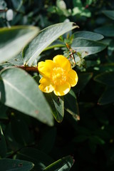 gelbes Buschröschen