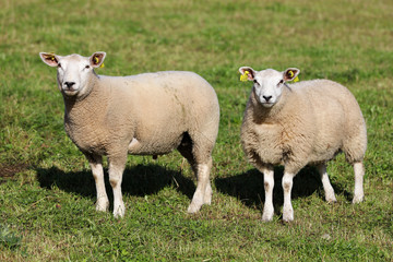 Naklejka na ściany i meble Sheep standing at grass field