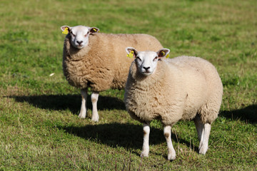 Naklejka na ściany i meble sheep in a field looking towards the camera