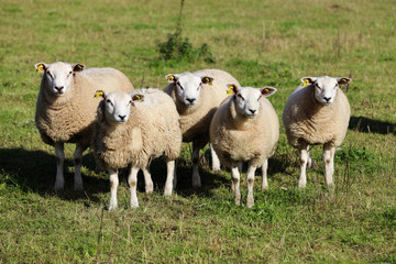 Naklejka premium Small group of sheep looking towards the camera