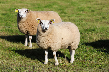 Naklejka na ściany i meble sheep in a grass field looking toward the camera