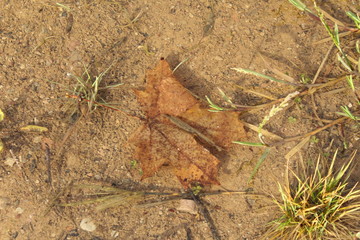 autumn leaves on the ground