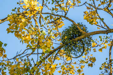 Misteln auf Baum