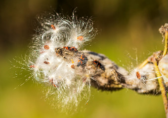 A milkweed seedpod and milkweed bugs in October. 