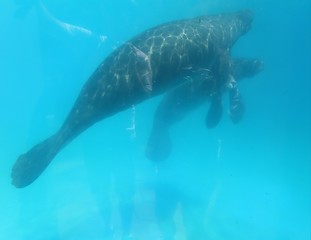 fish in aquarium