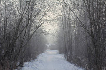 road in winter forest. cold weather with snow. trees in snow. forest road cover by snow and ice. road in middle winter forest with trees. winter cold day
