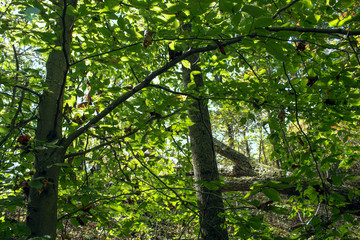 Obraz premium Kentucky Forest