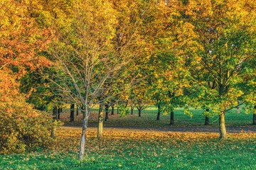 Jesień w parku, opadłe kolorowe liście, pusta jesienna aleja w parku, barwy jesieni