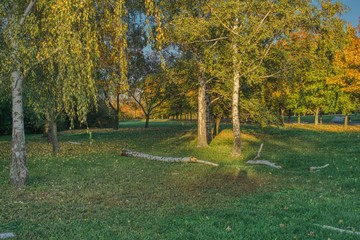jesienny widok parku, opadłe kolorowe liście i kłody drewna na trawie, pora jesiennych spacerów w parku