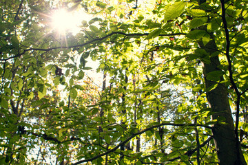 Treetops in Early Fall