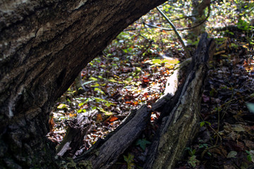Underbelly of a Fallen Tree