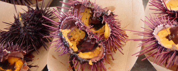 Close-up top view of cracked open sea urchins on paper plates  ready to eat at a seafood festival