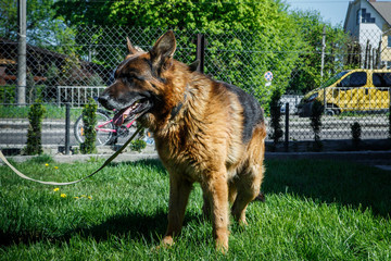 big adult german shepherd male dog on laser leash stands