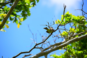 Bird on tree branch seen from below. Sun flare on leaves