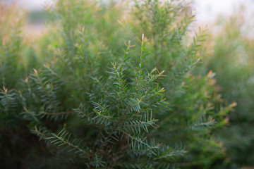 A close up of a small decorative bush selective focus background